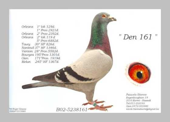 Etienne Pauwels Brieftauben markt Zuechter 96