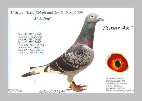 Etienne Pauwels Brieftauben markt Zuechter 993