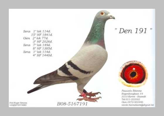 Etienne Pauwels Brieftauben markt Zuechter 996