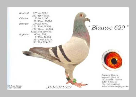 Etienne Pauwels Brieftauben markt Zuechter 998