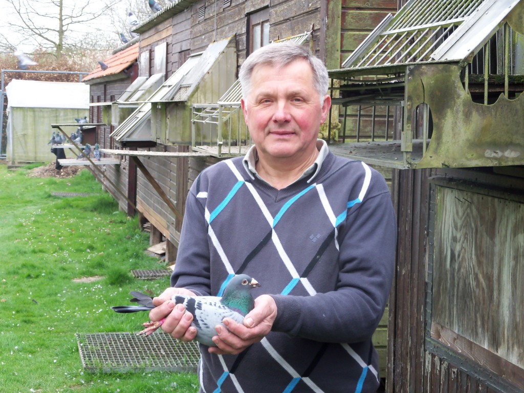 Herman van Gestel Zuechter Brieftauben Markt