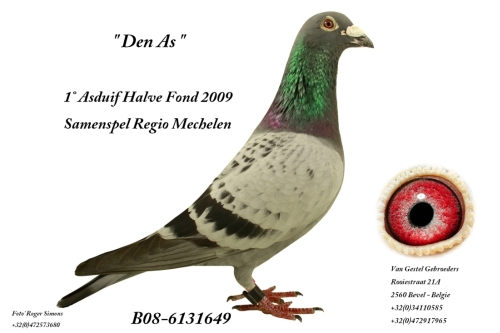 Herman van Gestel Zuechter Brieftauben Markt 9