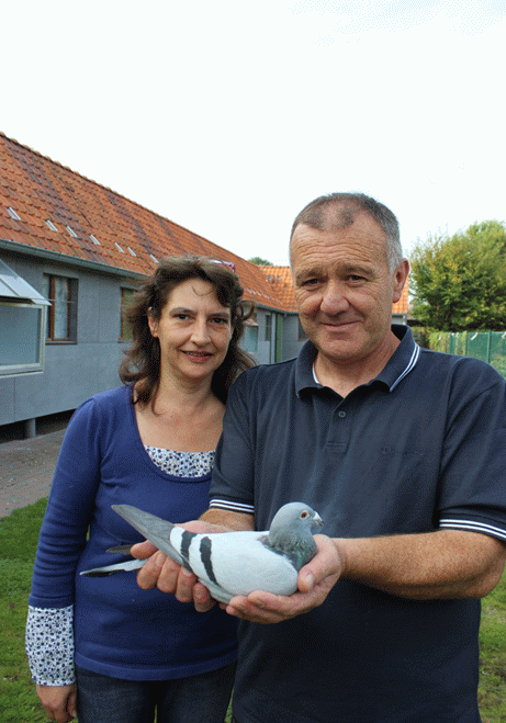 Vageel Zuechter Brieftauben Markt