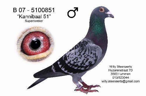 steenaerts kannibal 51