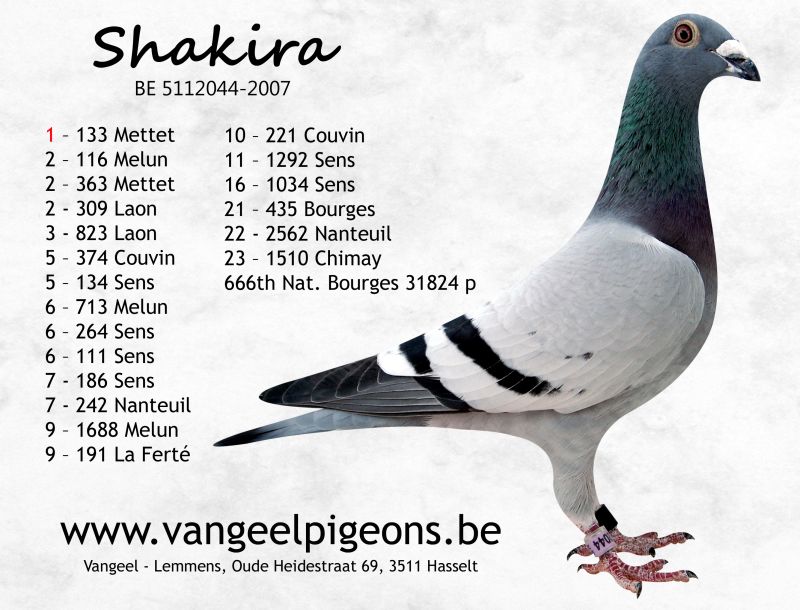 vangeel shakirakopie