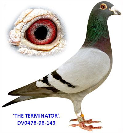 vangeel terminator