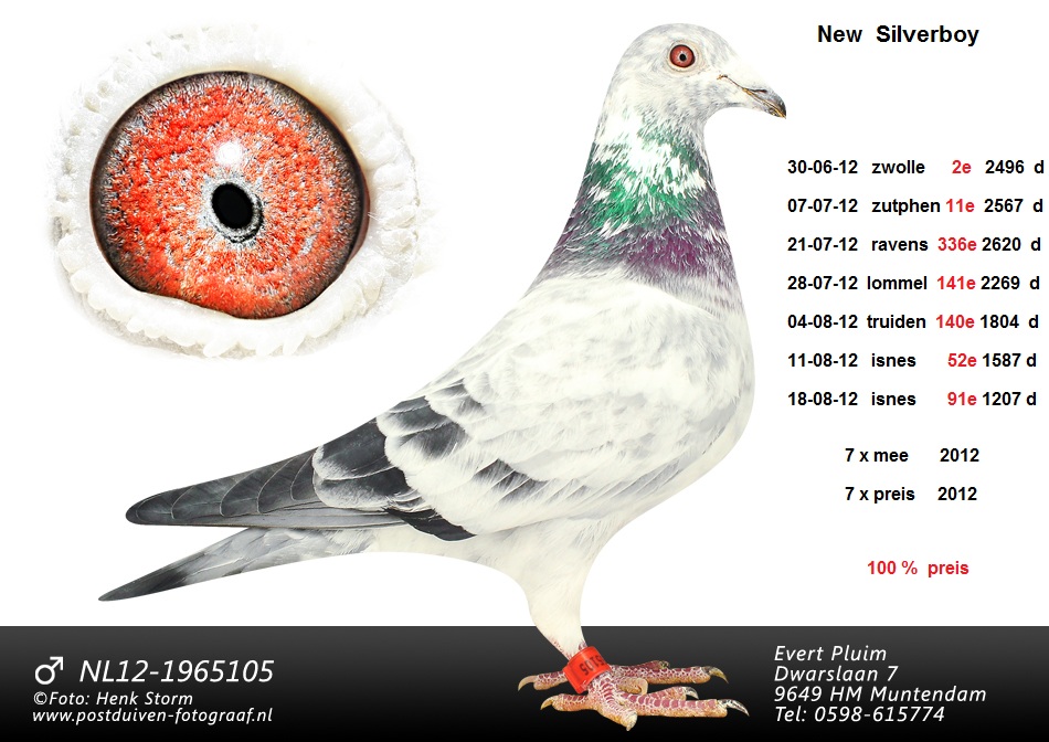 pluim 12-1965105 new silverboy