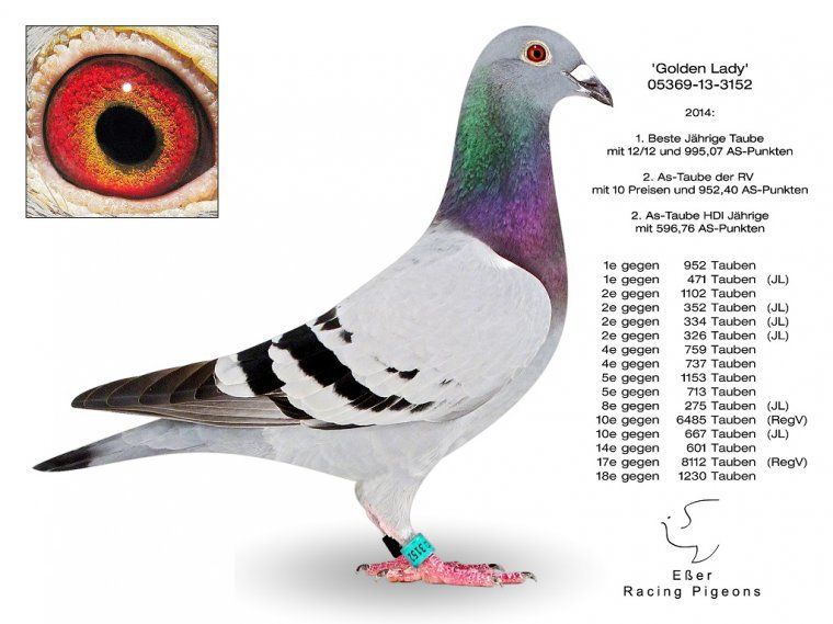 esser 05369-13-3152