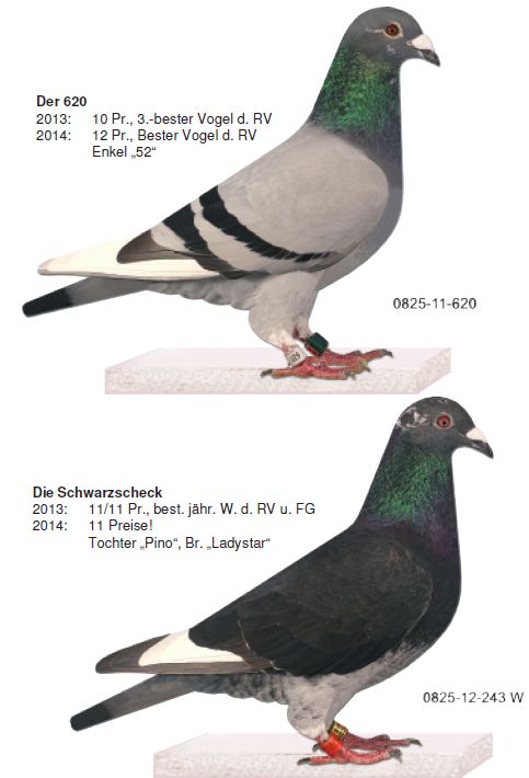 schwiddde 2 2015