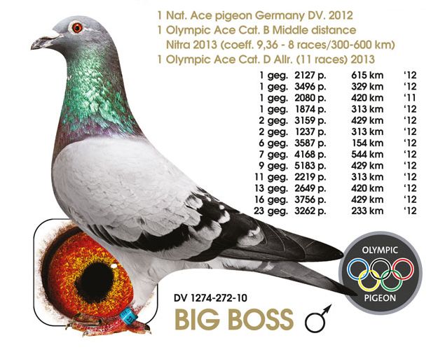 herbots big boss