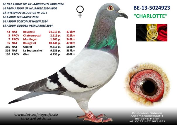 Brugmans_05