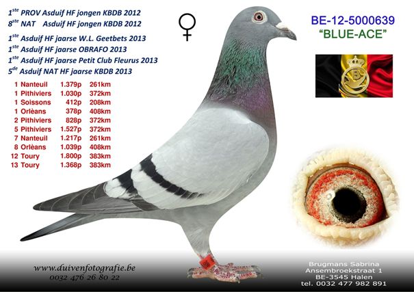 Brugmans_07
