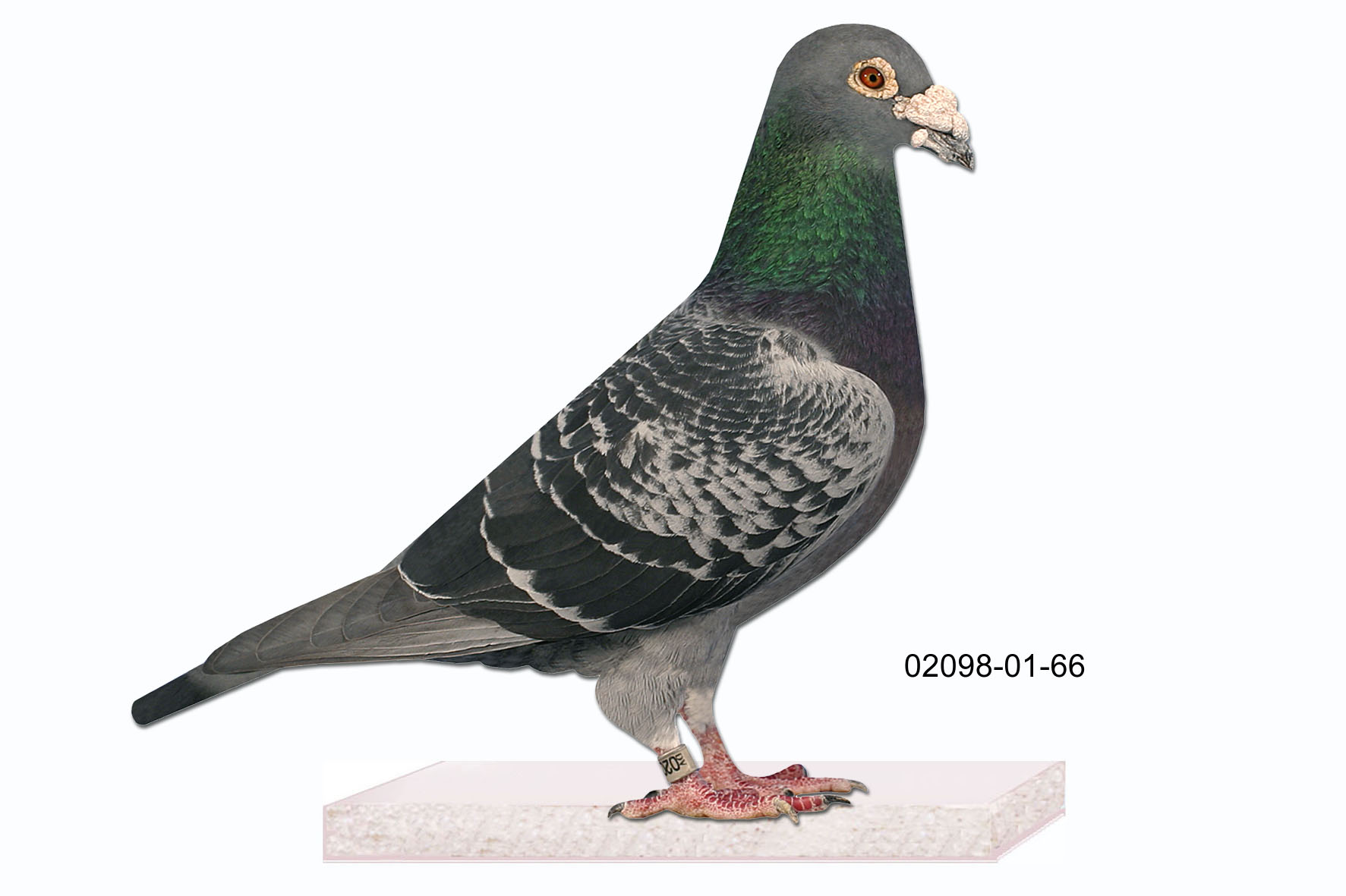 Neuhaus 02098-01-66
