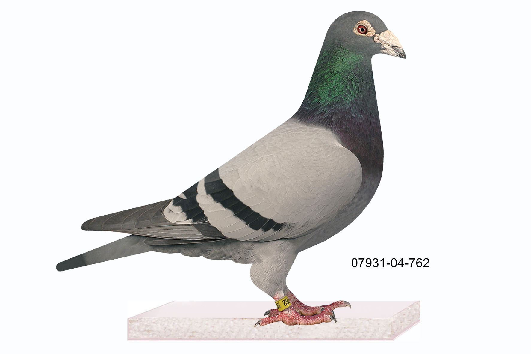 Neuhaus 07931-04-762