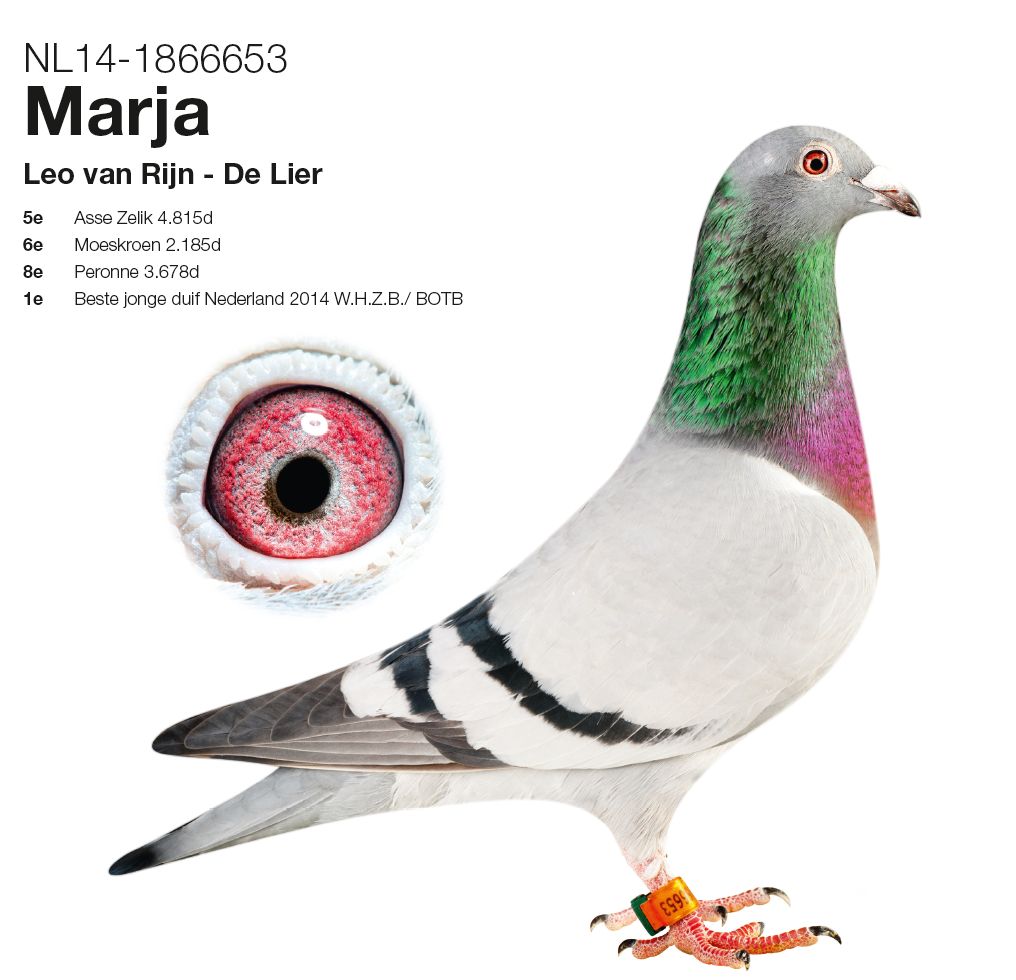 van rijn maria