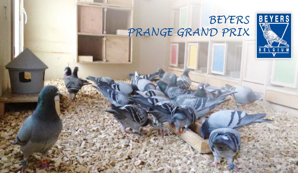 beyers grand prix