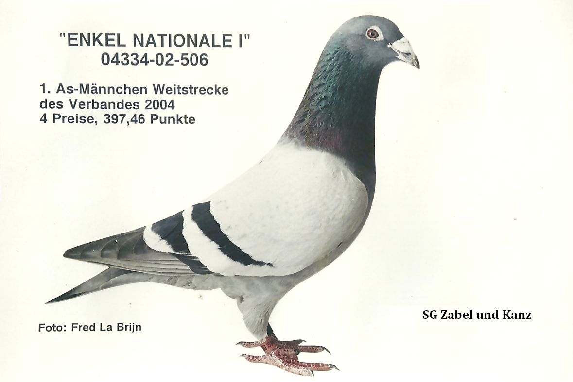 zabel 506