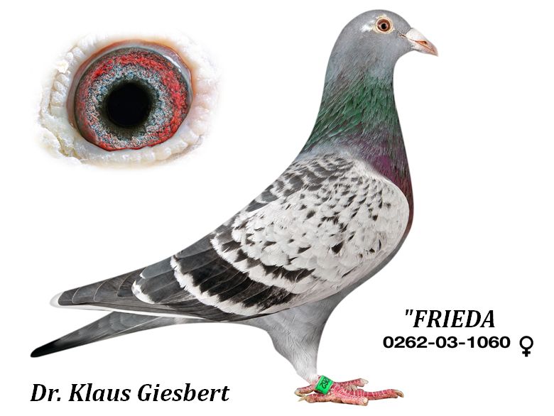 giesbert frieda