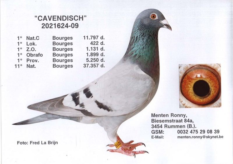 menten cavendish