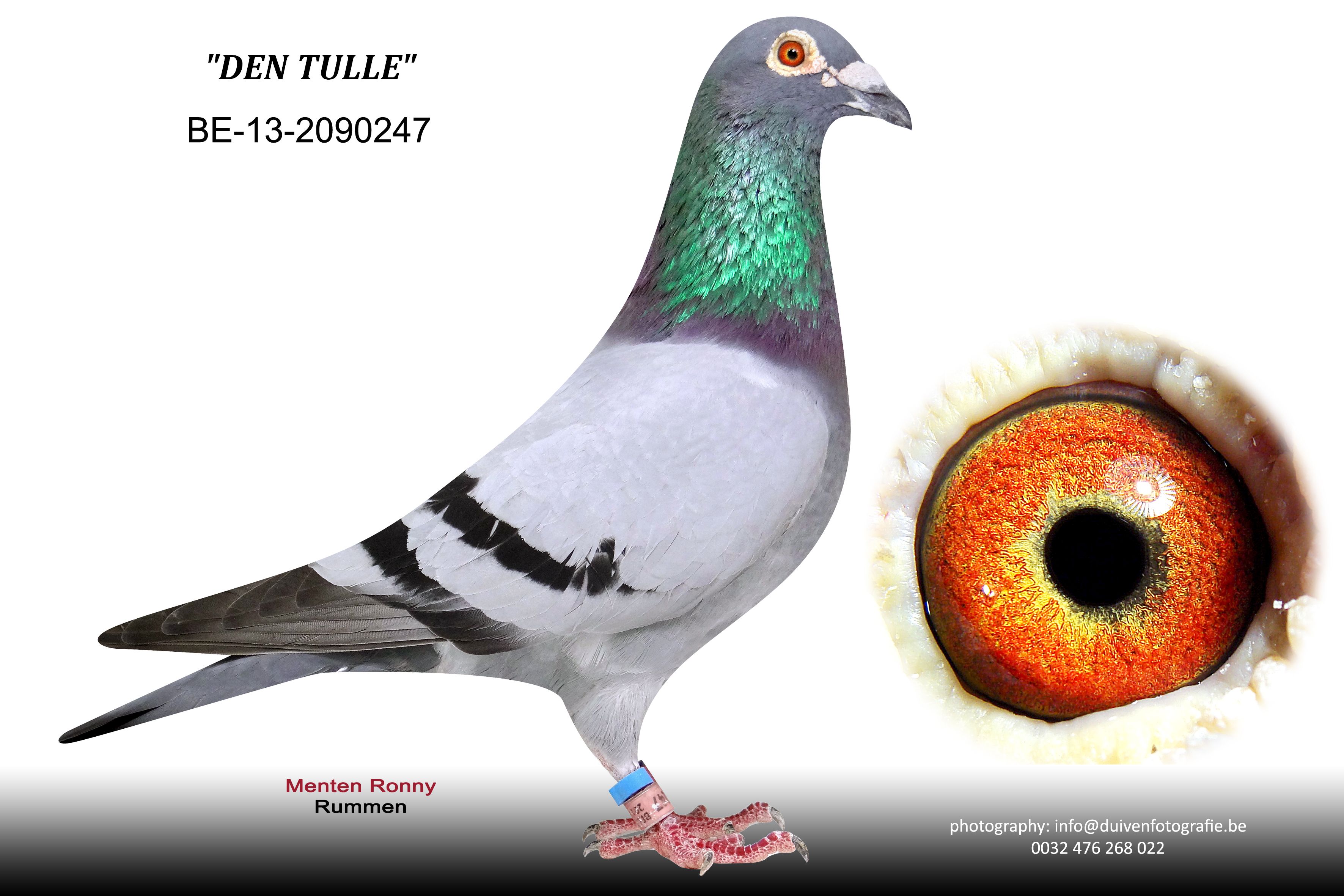 menten den tulle BE-13-2090247
