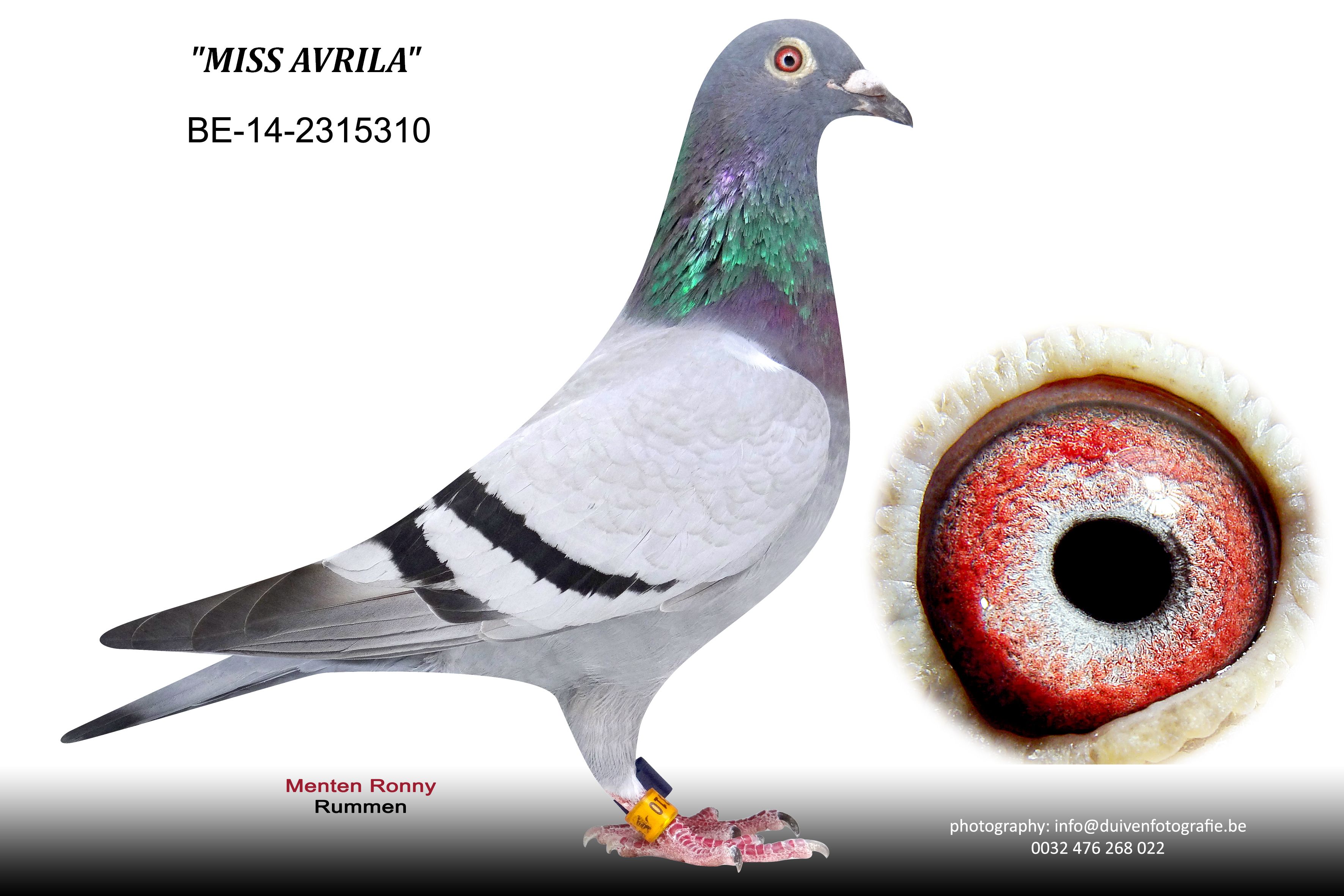menten miss avrila BE-14-2315310
