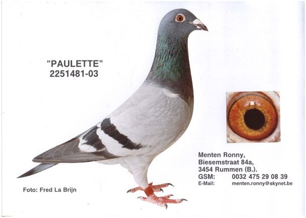 menten paulette 2252481-03