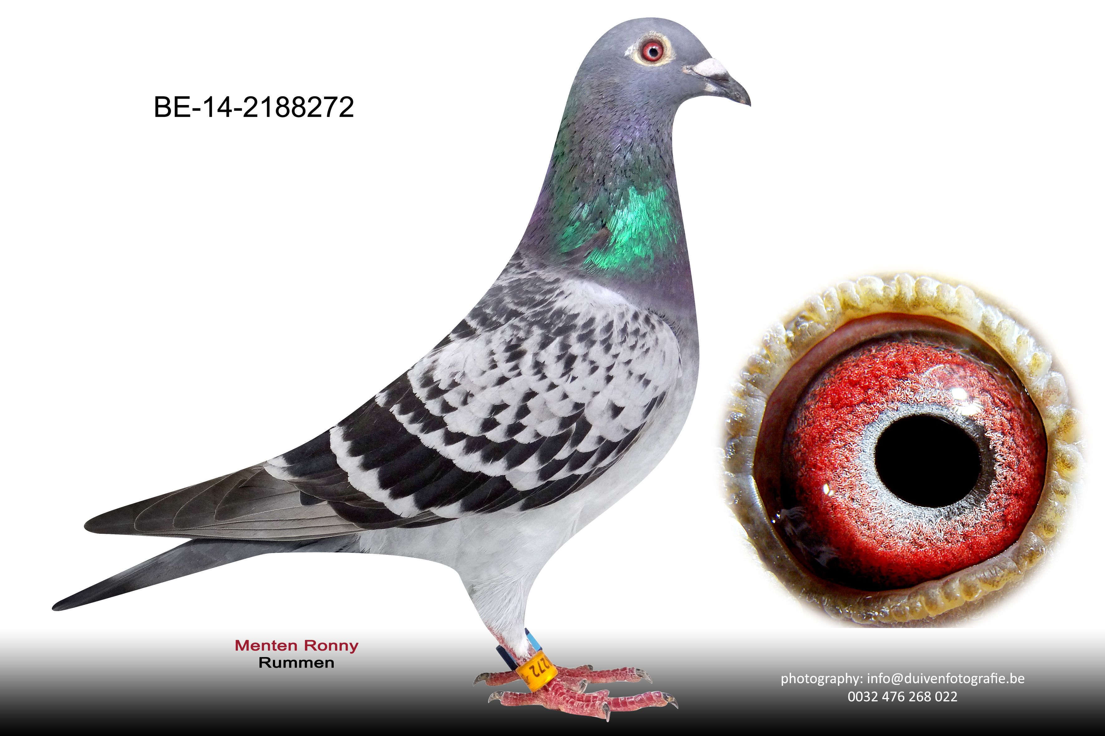 menten paulita BE-14-2188272
