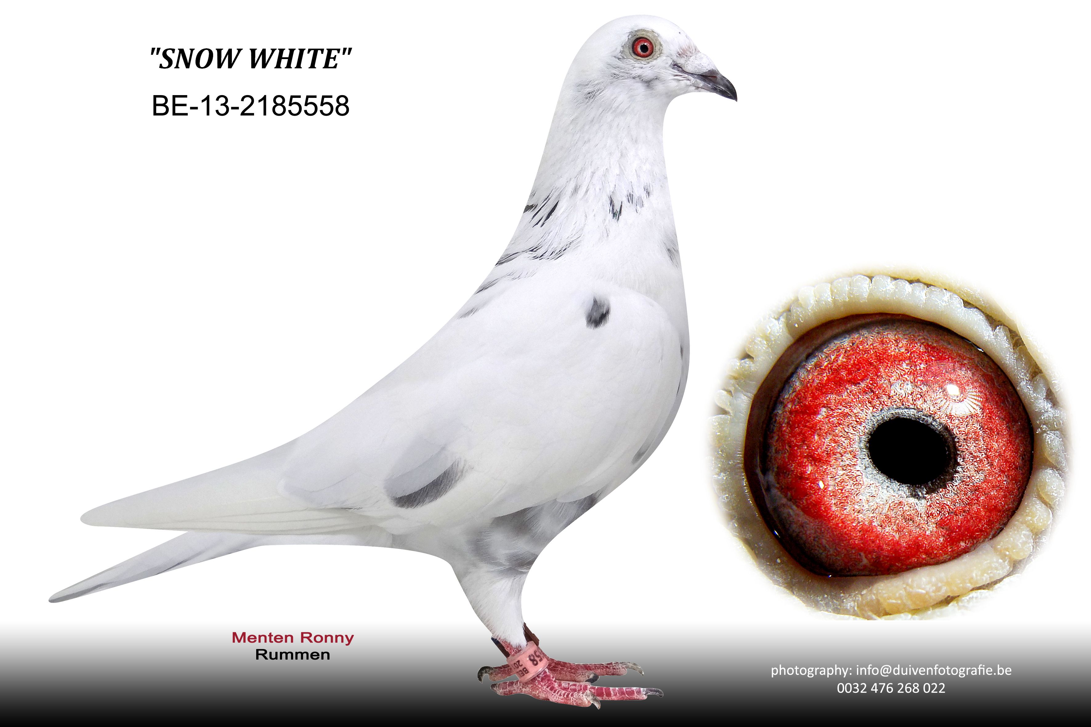 menten snow white BE-13-2185558