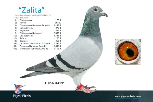 van elsacker zalita