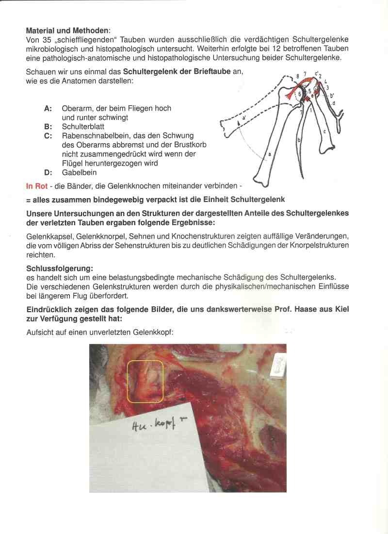 klaus schiefflieger2