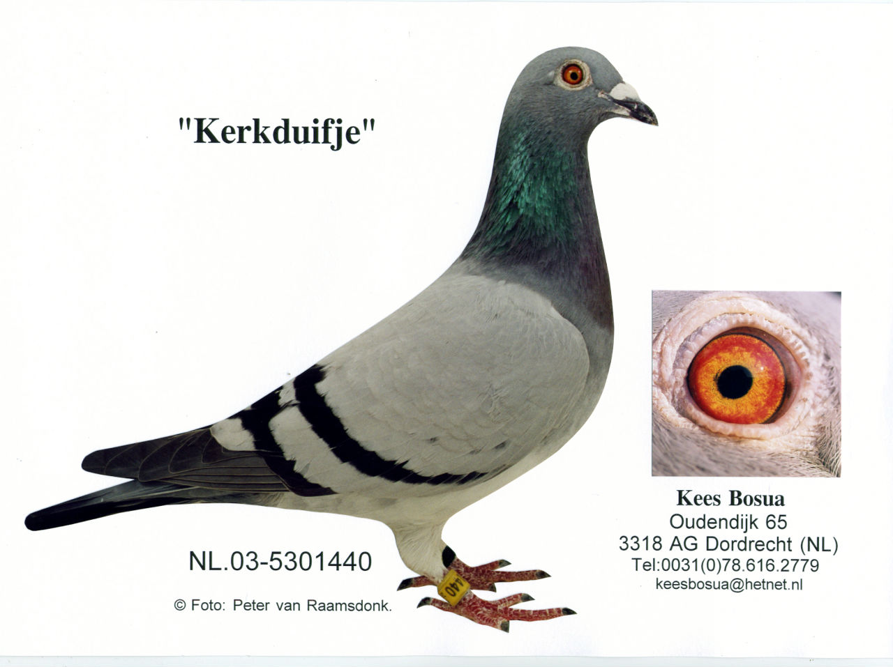 bosua Kerkduifje