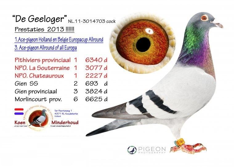 minderhout geeloger