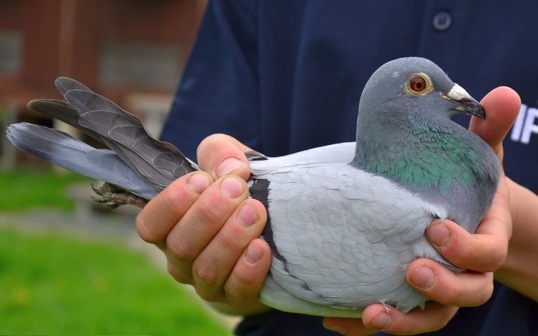 poussard taube