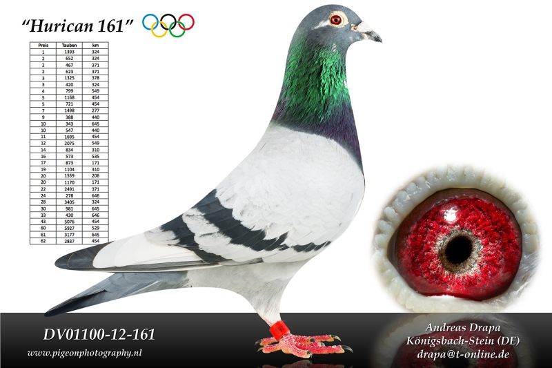 drapa olympic hurrican 161 DV01100-12-161