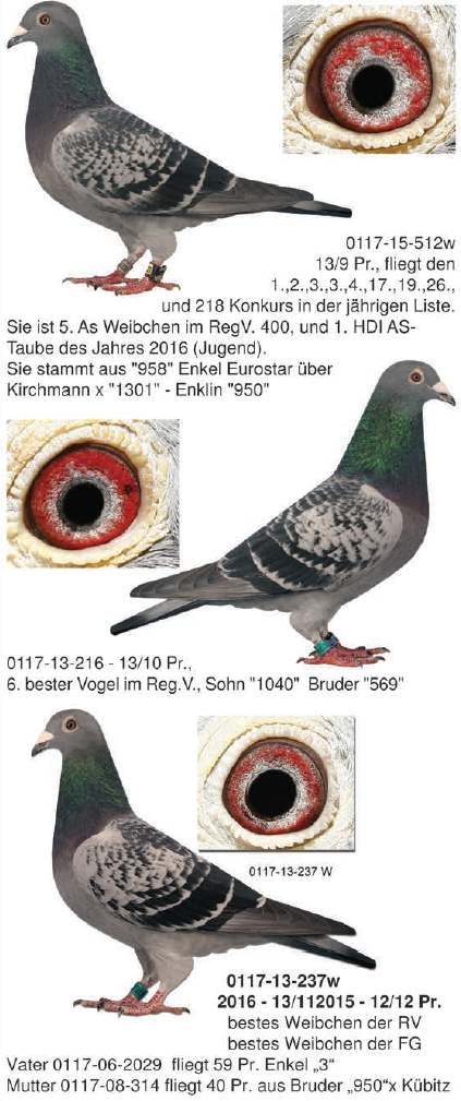 fernandes 3 tauben 2017