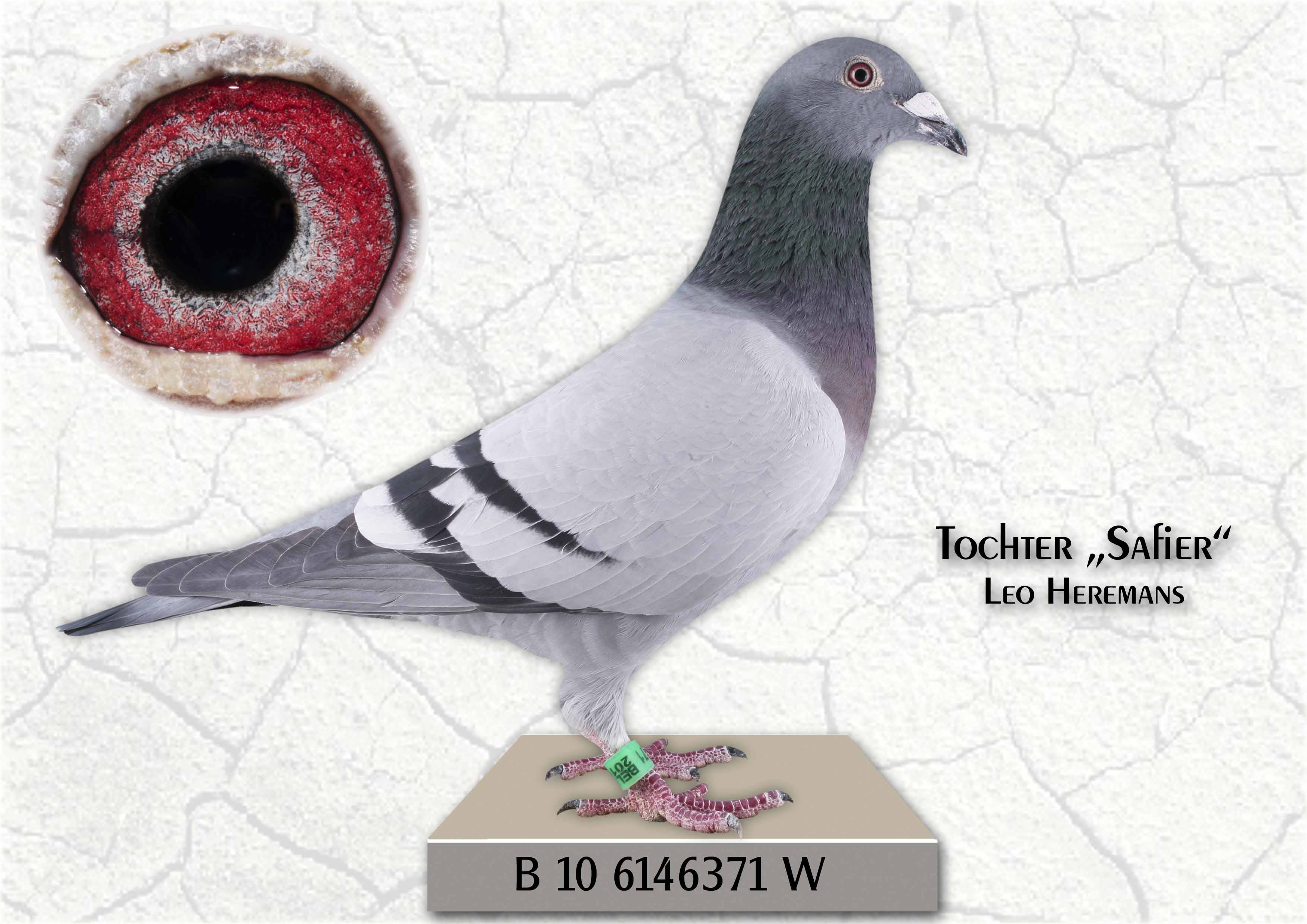 wöhr B 10 6146371 W mutter fenomeen