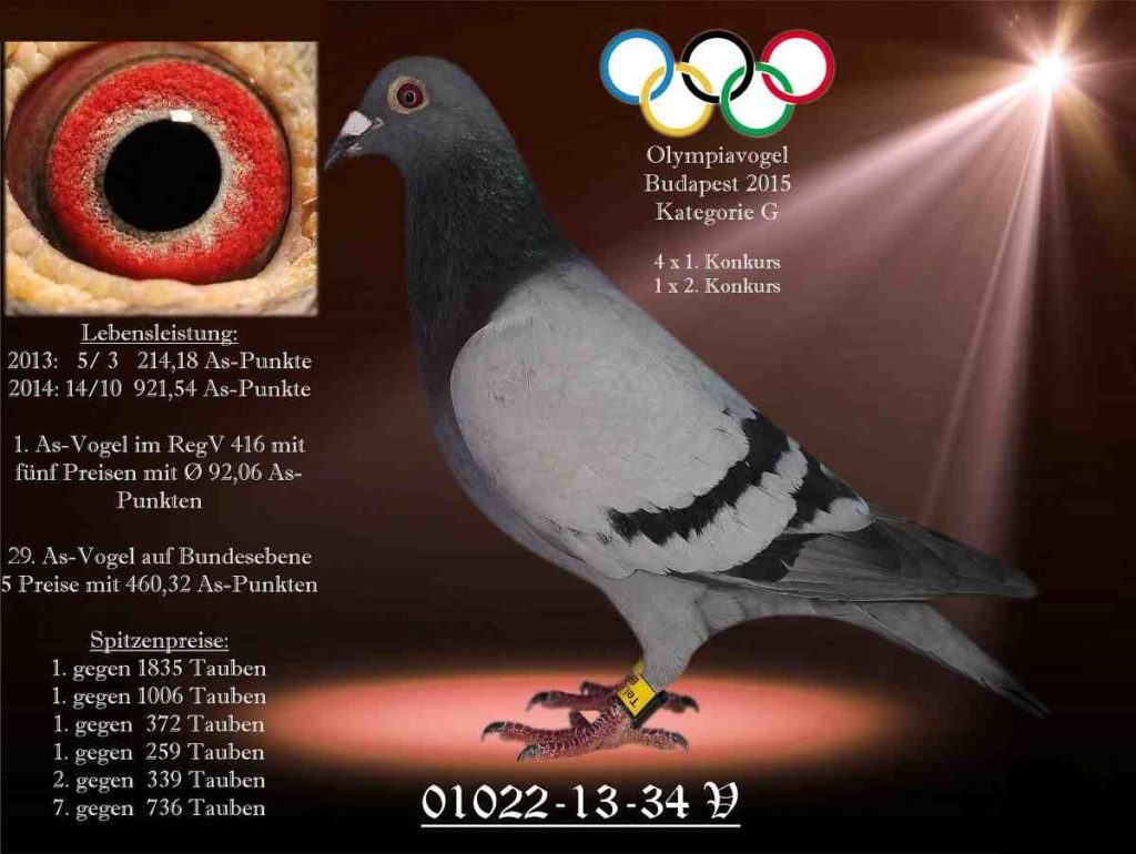 Feldotto olympiavogel 34