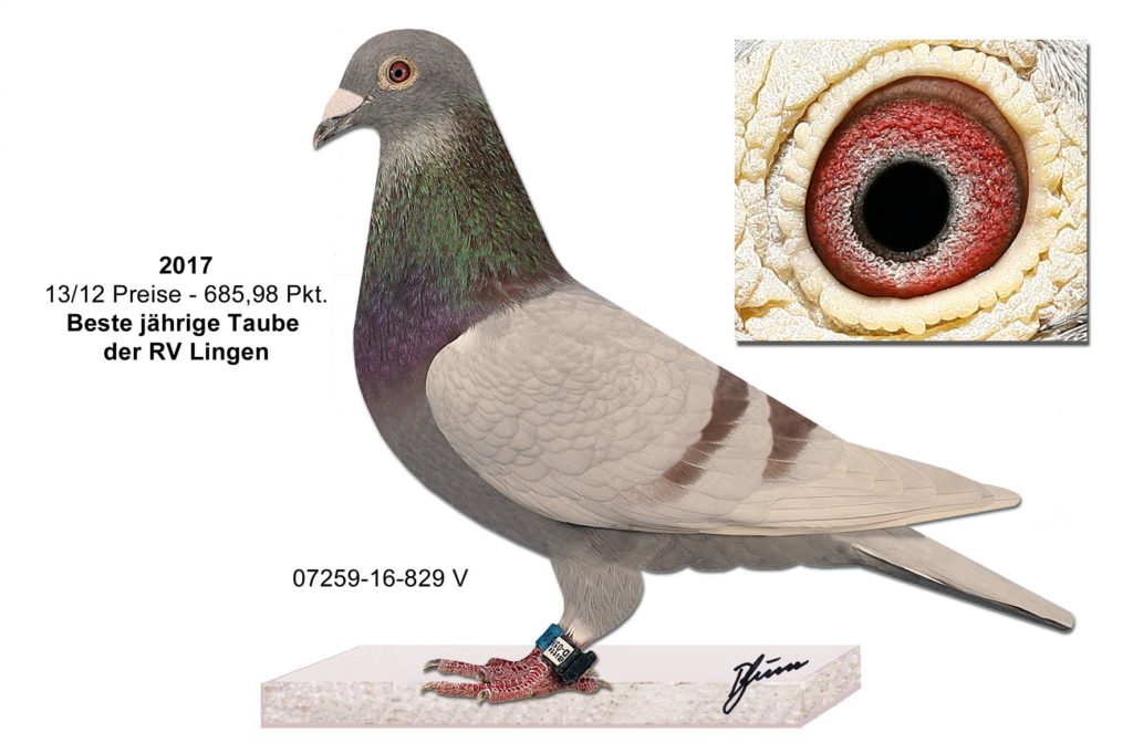 borker 07259-16-829 V mit Auge + Text