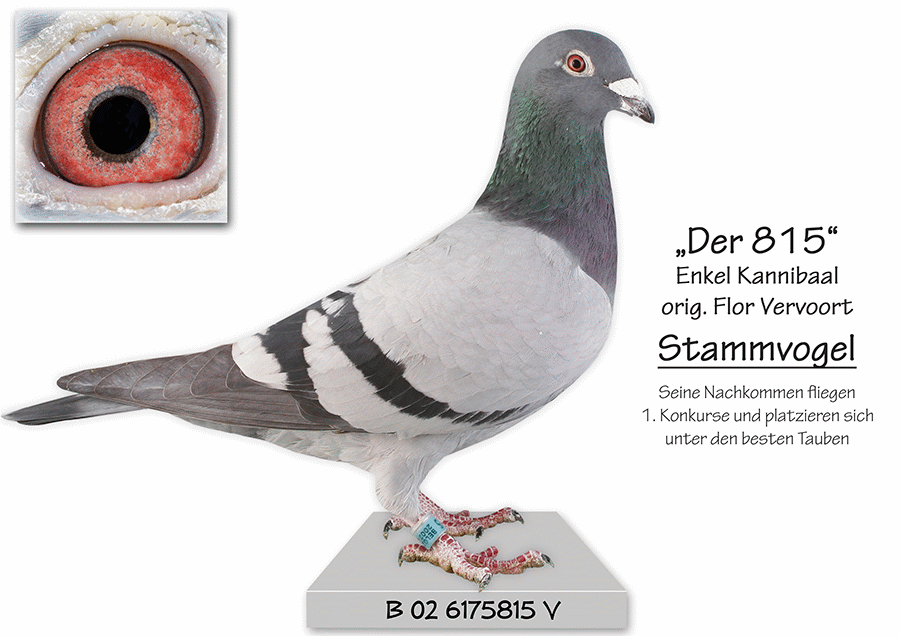 fuchs wolf stammvogel