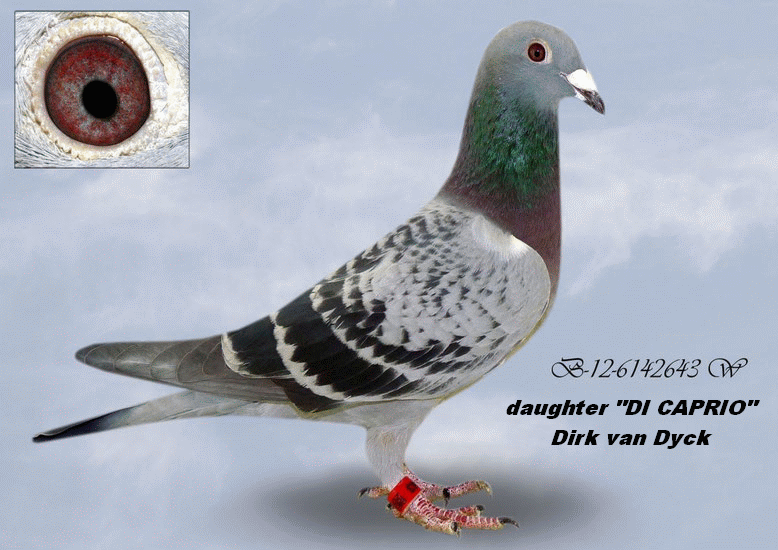 a muhl b-12-6142643 daughter di caprio