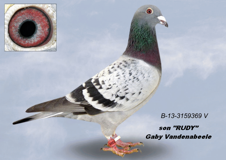 a muhl b-13-3159369 son rudy