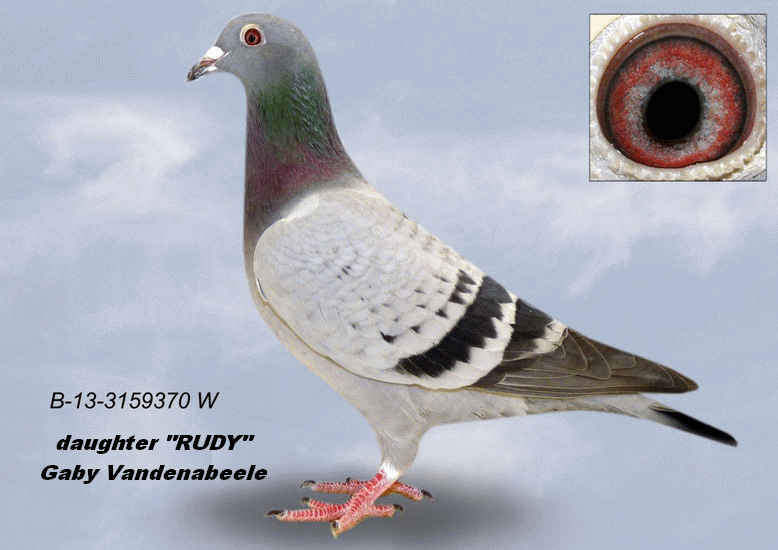 a muhl b-13-3159370 daughter rudy rudy