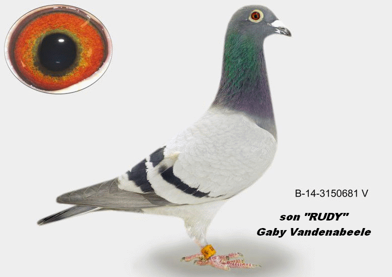a muhl b-14-3150681 son rudy