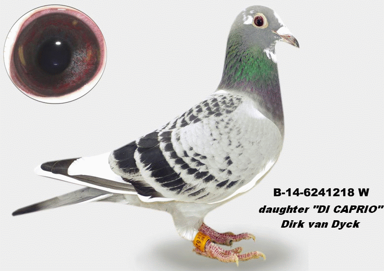 a muhl b-14-6241218 daughter di caprio