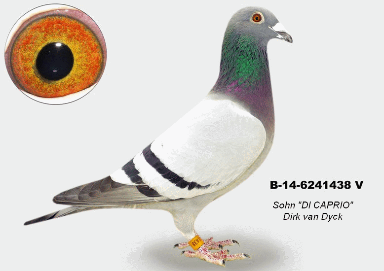 muhl 438 sohn di caprio