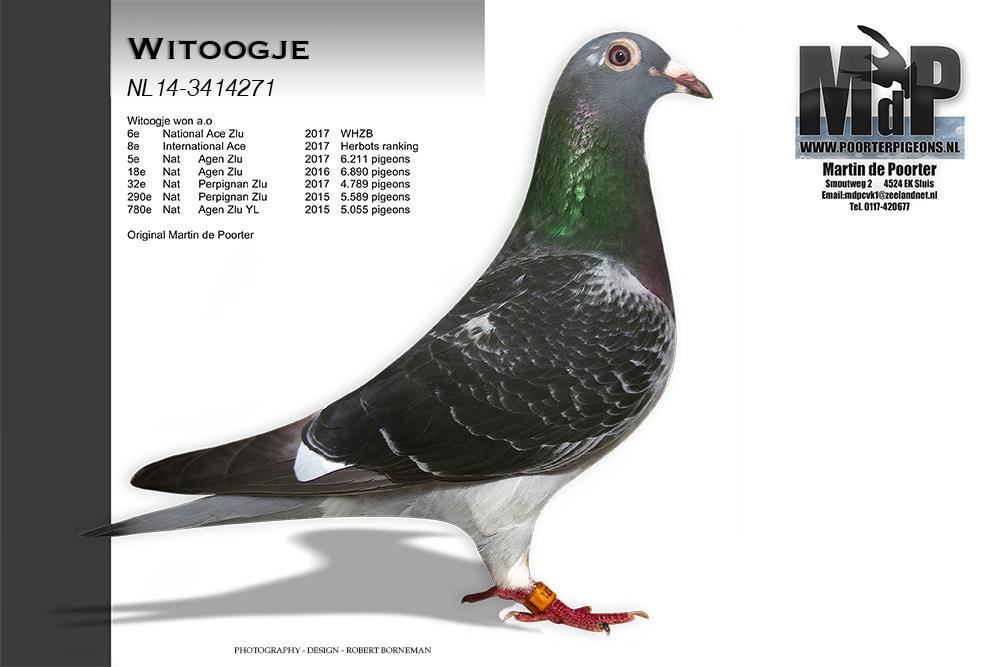 de poorter witoogje