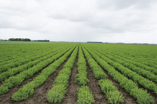 ropa feld