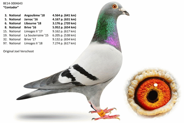 verschoot contador1