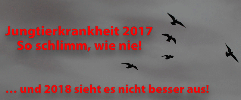 röhnfried jungtierkrankheit intro