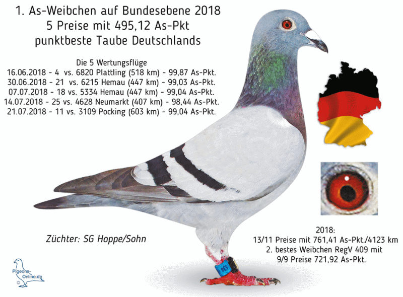 hoppe as weibchen